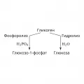 Схема процесса расщепления гликогена путём фосфоролиза и гидролиза
