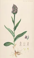 Пальчатокоренник майский (Dactylorhiza majalis). Ботаническая иллюстрация