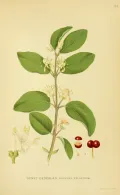 Жимолость настоящая (Lonicera xylosteum). Ботаническая иллюстрация