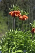 Рябчик императорский (Fritillaria imperialis). Общий вид