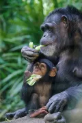 Обыкновенный шимпанзе (Pan troglodytes). Самка с детёнышем