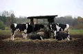 Крупный рогатый скот молочного направления продуктивности