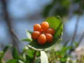 Жимолость каприфоль (Lonicera caprifolium). Плоды