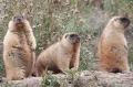 Байбаки (Marmota bobak)