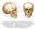 Строение черепа человека. Вид сбоку и спереди
