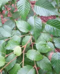 Берёза полезная (Betula utilis). Листья