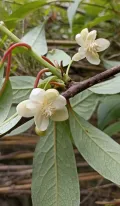 Лимонник крупноцветковый (Schisandra grandiflora)