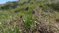 Рябчик кавказский (Fritillaria caucasica)