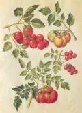 Томат (Solanum lycopersicum). Ботаническая иллюстрация