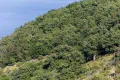 Шибляк на острове Црес (Хорватия)