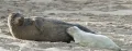 Длинномордый тюлень (Halichoerus grypus) с щенком
