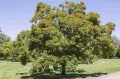 Клён татарский (Acer tataricum)