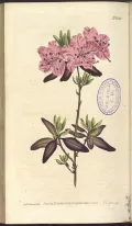 Рододендрон даурский (Rhododendron dauricum). Ботаническая иллюстрация