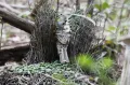 Сероголовая беседковая птица (Chlamydera cerviniventris) в шалаше