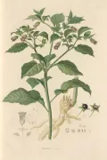 Красавка белладонна (Atropa belladonna). Ботаническая иллюстрация