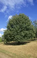 Клён полевой (Acer campestre)