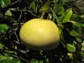 Помело (Citrus maxima)