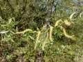 Ива белая (Salix alba). Мужские соцветия