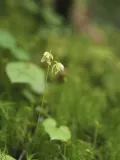 Седлоцветник сахалинский (Ephippianthus sachalinensis)