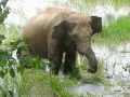 Суматранский слон (Elephas maximus subsp. sumatranus). Индонезия