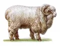 Ставропольская порода овец