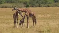 Жирафы (Giraffa camelopardalis) с детёнышем