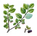 Кизильник алаунский (Cotoneaster alaunicus)
