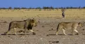 Львы (Panthera leo; самка и самец), национальной парк Этоша (Намибия)