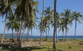 Роща кокосовых пальм (Cocos nucifera)