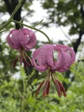Лилия поникающая (Lilium cernuum). Цветы
