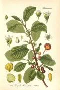 Крушина ломкая (Frangula alnus). Ботаническая иллюстрация