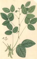 Соя культурная (Glycine Max). Ботаническая иллюстрация