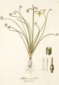 Альбука спиральная (Albuca spiralis). Ботаническая иллюстрация