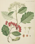 Рябина промежуточная (Sorbus intermedia). Ботаническая иллюстрация