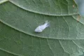 Цикадка белая (Metcalfa pruinosa). Личинка