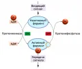 Обратимое фосфорилирование белков при помощи ферментов протеинкиназ и протеинфосфатаз