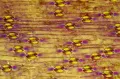 Микрофотография эпидермы лилии