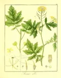 Горчица белая (Sanipis alba). Ботаническая иллюстрация