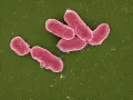 Бактерии Salmonella paratyphi, возбудители паратифов