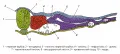 Первичная дифференцировка мезодермы у зародыша позвоночного (на примере птиц)