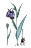 Рябчик кавказский (Fritillaria caucasica) 
