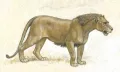 Пещерный лев (Panthera spelaea). Реконструкция