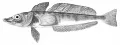 Ледяная рыба (Champsocephalus gunnari)