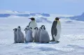 Императорские пингвины (Aptenodytes forsteri) с птенцами