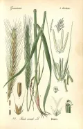Рожь посевная (Secale cereale). Ботаническая иллюстрация