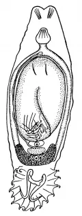 Gyrodactylus elegans. Трематода