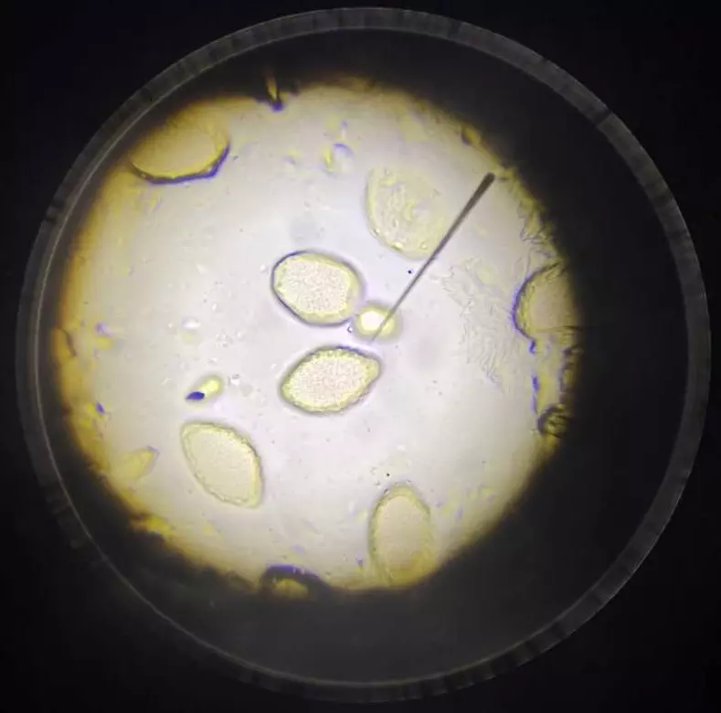 Пищеварительная система