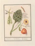Артишок (Cynara scolymus), Боб садовый (Vicia faba), Физалис (Physalis). Ботаническая иллюстрация