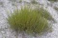 Полынь солянковидная (Artemisia salsoloides). Общий вид