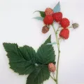Малина (Rubus). Сорт 'Метеор'
